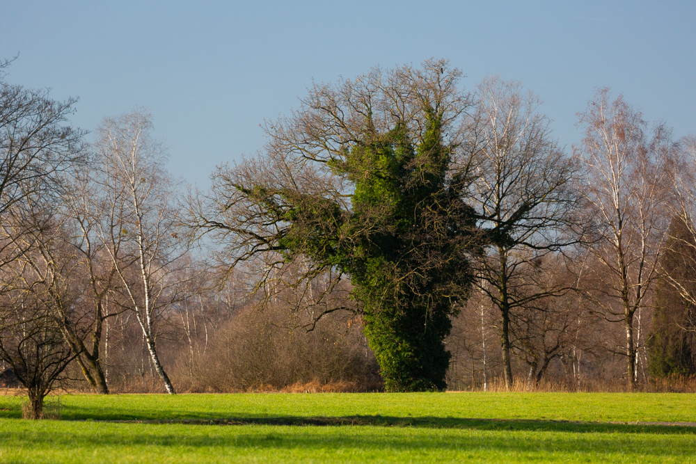 Lauteracherried im Jänner 24